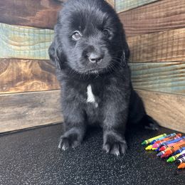 Crayola - Black female Newfoundland puppy in Tully, New York from Bear Paw Newfoundlands