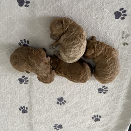 Boy 1 - Red  male Poodle puppy in Bettendorf, Iowa from Red Door Poodles