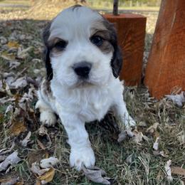 English Springer Spaniel Puppies from Cedar Ridge Kennels