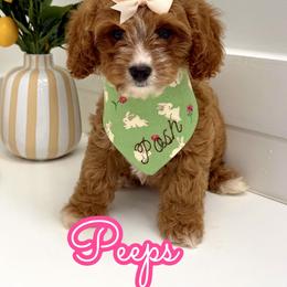Peeps - Red female Cavapoo puppy in Buford, Georgia from Petite Posh Puppies