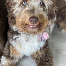 Aussiedoodle Puppies from Gore Doodle Ranch