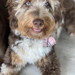 Aussiedoodle Puppies from Gore Doodle Ranch