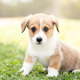 Purple collar- Madeline - Sable female Pembroke Welsh Corgi puppy in Waverly Hall, Georgia from 6g Ranch Corgis