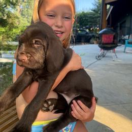 Female 3 - Liver female Pudelpointer puppy in Sioux Falls, South Dakota from Saddle Creek Kennels