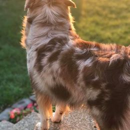 Australian Shepherd All Grown Up from Rocking Diamond B Aussies