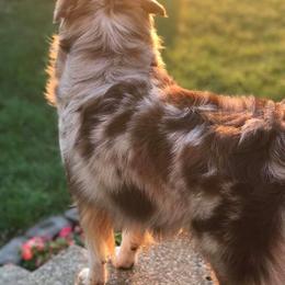 Australian Shepherd All Grown Up from Rocking Diamond B Aussies