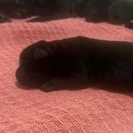 Boy 1 - Black male Labrador Retriever puppy in Woodbury, Connecticut from A Dog’s Life Farm