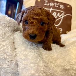 Clifford - Red  male Poodle puppy in Utica, Ohio from Poodle Me Crazy