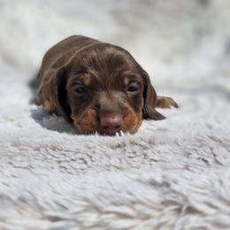 Cocomelon - Chocolate and tan female Dachshund puppy in Lady Lake, Florida from K Rae's Dachshunds