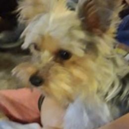Yorkshire Terriers from Cheryl's Yorkshire Terriers