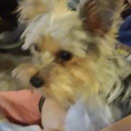 Yorkshire Terriers from Cheryl's Yorkshire Terriers