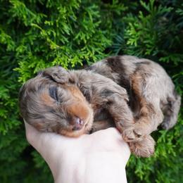 Cockapoo Puppies from Home Raised Cockapoos