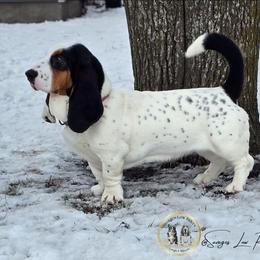 Daisy Mae - Basset Hound