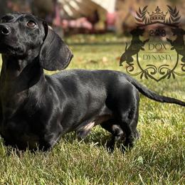 Jett - Black male Dachshund puppy in Mesquite, Texas from 208 Dox Dynasty