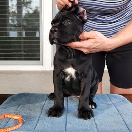 Eternity - Black female Cane Corso puppy in Palm Coast, Florida from Northgold Cane Corso
