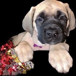 Mastiff Puppies from Eagle Pond Mastiffs
