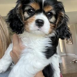 Brittany and Cavalier King Charles Spaniel Puppies from Katy Cavaliers & Barefoot Days Brittanys