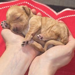 Lucy - Apricot female Aussiedoodle puppy in Cumberland, Rhode Island from W Doodle Crew