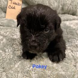 Pokey - Black & white male Australian Shepherd puppy in Wisconsin Dells, Wisconsin from Nicara kennel