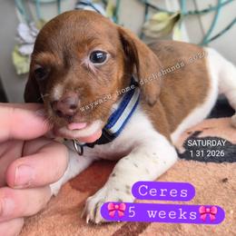Ceres - Piebald female Dachshund puppy in Harrodsburg, Kentucky from Wayward Home Dachshunds