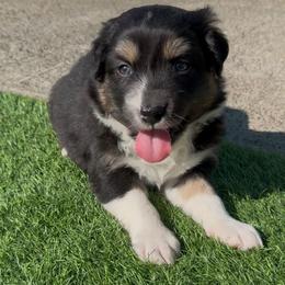 Harbor - Black tri-color female Australian Shepherd puppy in Springfield, Oregon from Shelter Cove Aussies