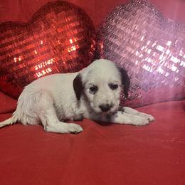 Cayenne- Long Coat - White and black female Dalmatian puppy in Claremore, Oklahoma from Lotsofdots Dalmatians