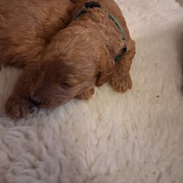Green collar boy - Red  male Poodle puppy in Hogansville, Georgia from Grace Colt Farms
