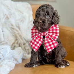 Mocha - Chocolate male Labradoodle puppy in Clovis, California from Delta Doodless