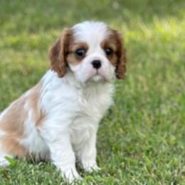 Zelda formerly Girl 3 - Blenheim Cavalier King Charles Spaniel puppy in Bethel, Pennsylvania from LanTre Valley Cavaliers