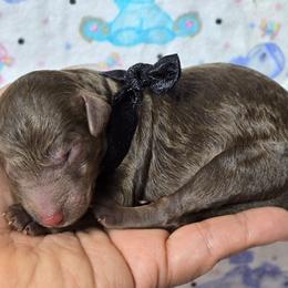 Reese - Brown male Bernedoodle puppy in Austin, Texas from Austin Doodles & Poodles