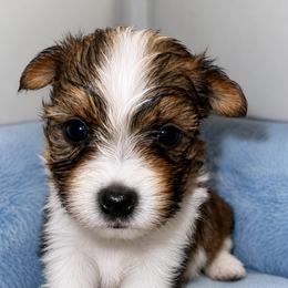 Maddy - Parti female Yorkshire Terrier puppy in Bolton, Connecticut from Elle Yorkies