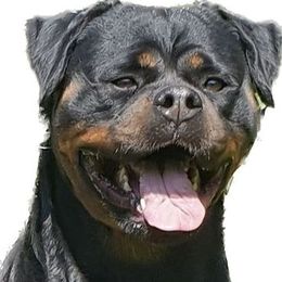 Mercy - Rottweiler