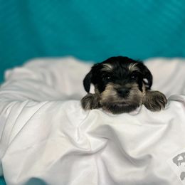 Miniature Schnauzer Puppies from S & S Miniature Schnauzer