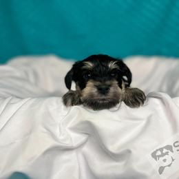 Miniature Schnauzer Puppies from S & S Miniature Schnauzer