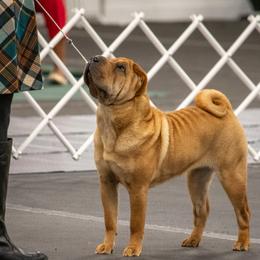 styx - Chinese Shar-Pei