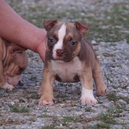 Camelot - Red sable female American Bully puppy in Orlinda, Tennessee from SimplyBullies