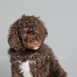 Bernedoodles and Goldendoodles from Beach Creek Doodles