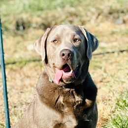 Tank - Dilute Retriever