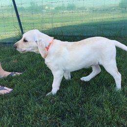 Labrador Retriever Puppies from Rim Country Labradors