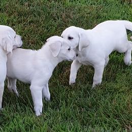 Labrador Retriever Puppies from Hilsabeck Labs