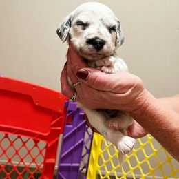 Dalmatian Puppies from A’s Spots & Dots Dalmatians