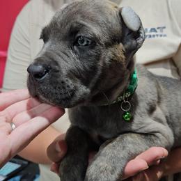 Dark Green Collar Male - Gray male Cane Corso puppy in Lewistown, Montana from Corsi Amore Kennels