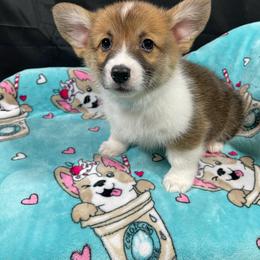 Lamb - Red male Pembroke Welsh Corgi puppy in Barstow, California from Caldwell’s Corgis of Southern California