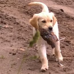 Golden Retrievers from Goldfeather Run