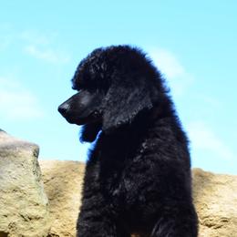 Poodle Puppies from D and D Standard Poodles