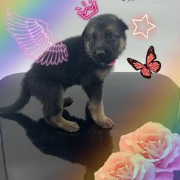 German Shepherd Puppies from Devon Rugerio's German Shepherds