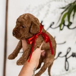 Woods - Red  male Goldendoodle puppy in Hopkins County, Texas from Boutique Doodles