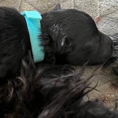 Blue Boy - Black male Pumi puppy in Stafford, Virginia from Catherine Medina-DeVilliers