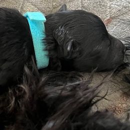 Blue Boy - Black male Pumi puppy in Stafford, Virginia from Catherine Medina-DeVilliers