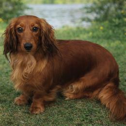 Bliss - Dachshund